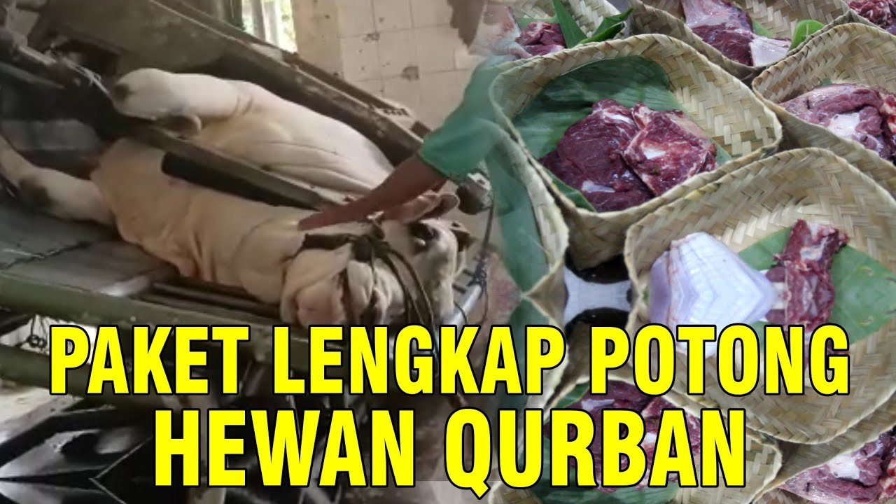 
                                 Jasa-Penyembelihan-Sapi-Qurban-2022-Karkas-Hingga-Kemas